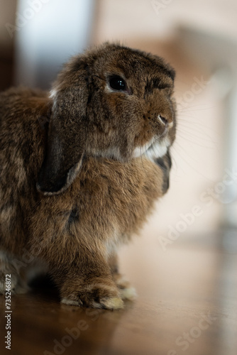 Mini lop rabbit