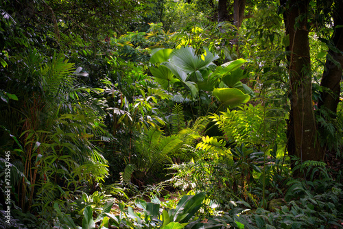 Rainforest, Far North Queensland, Australia