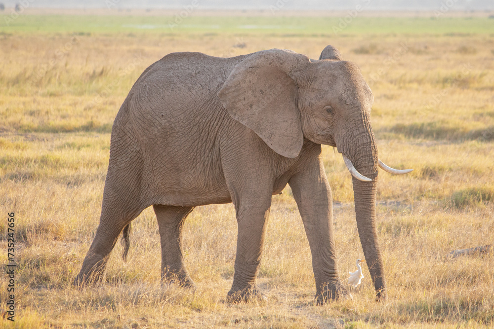 Obraz premium An African bush elephant in Amboseli National Park, Kenya