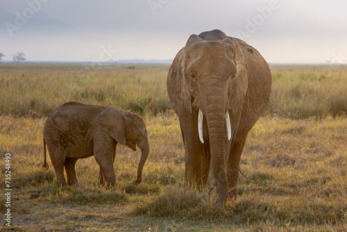 Female elephant and calf in Amboseli National Park, Kenya