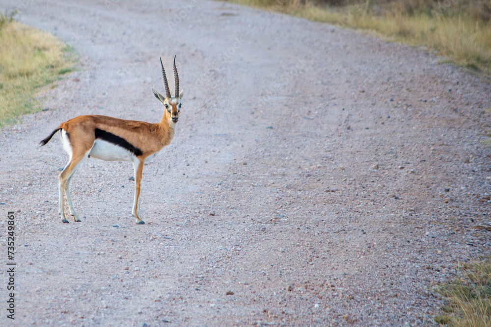 A thomson's gazelle turns to face the camera while crossing a roan in Amboseli National Park A thomson's gazelle turns to face the camera while crossing a roan in Amboseli National Park