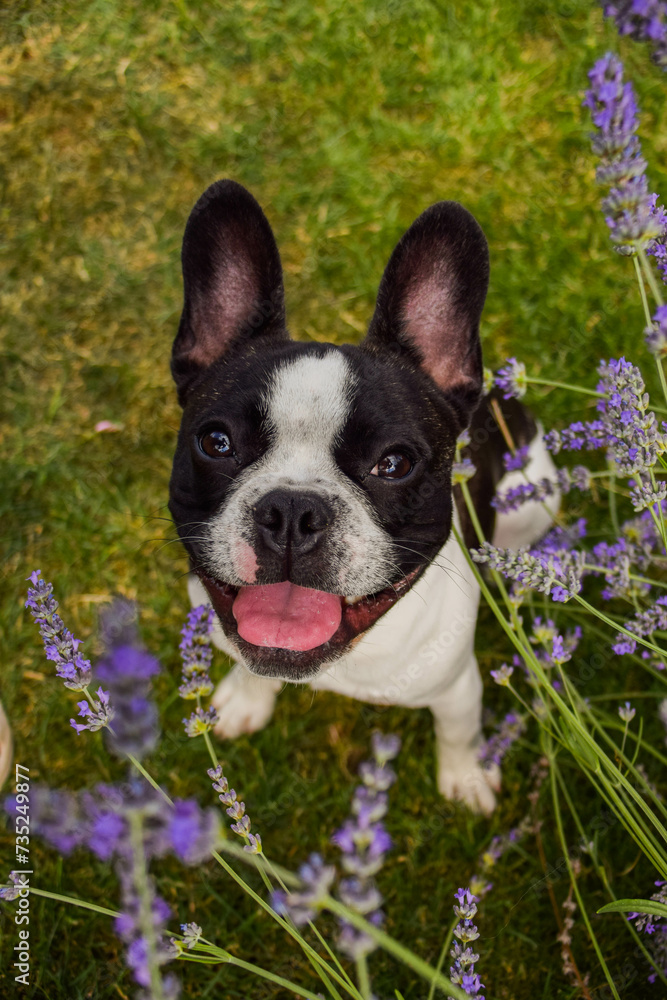 Summer portrait of French buldog. He is so cute in the nature. He has so lovely face	
