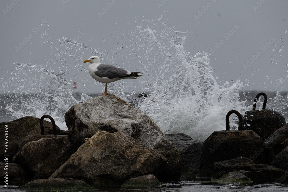 Seagull on the breakwater - obrazy, fototapety, plakaty 