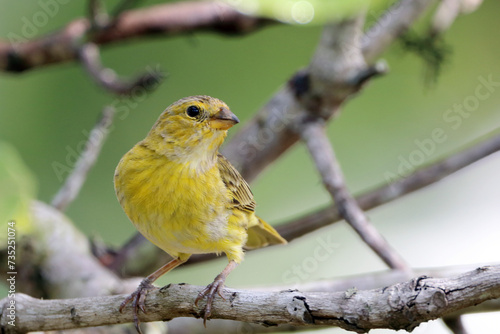 Female Saffron Finch (Sicalis flaveola)