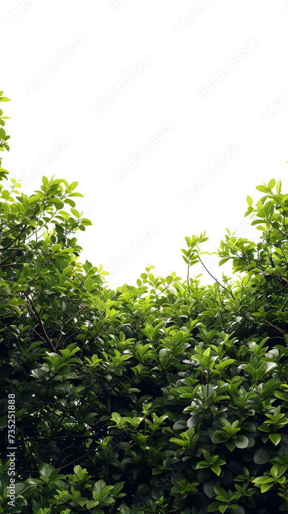 Fototapeta premium Lush garden bushes isolated in white background