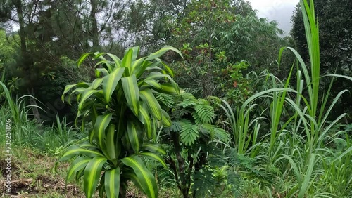 Dracaena fragrans (cornstalk dracaena, striped dracaena, compact dracaena, corn plant). This plant is a slow growing shrub, usually multistemmed at the base, mature specimens reaching 15 m photo