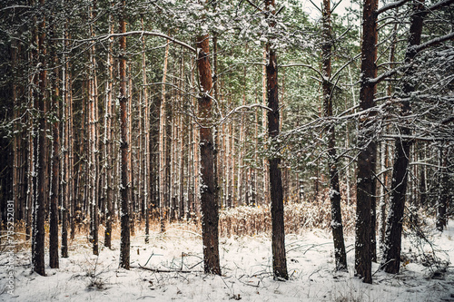 Fototapeta Naklejka Na Ścianę i Meble -  Zima