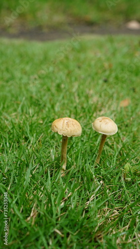 Agrocybe pediades among the grass