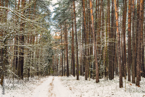 Fototapeta Naklejka Na Ścianę i Meble -  Zima