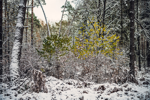 Fototapeta Naklejka Na Ścianę i Meble -  Zima