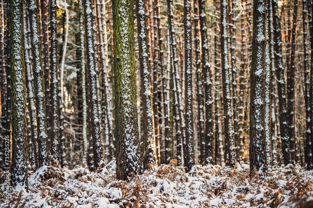 Fototapeta premium Zima