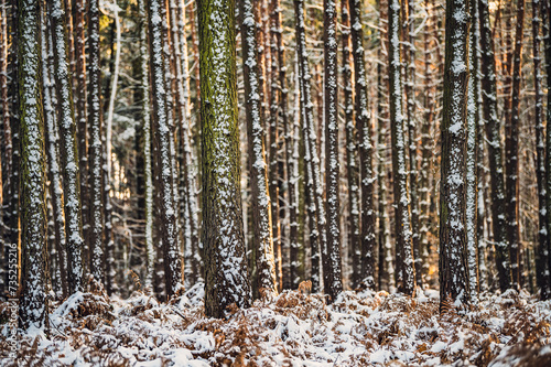 Fototapeta Naklejka Na Ścianę i Meble -  Zima