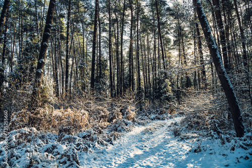 Fototapeta Naklejka Na Ścianę i Meble -  Zima