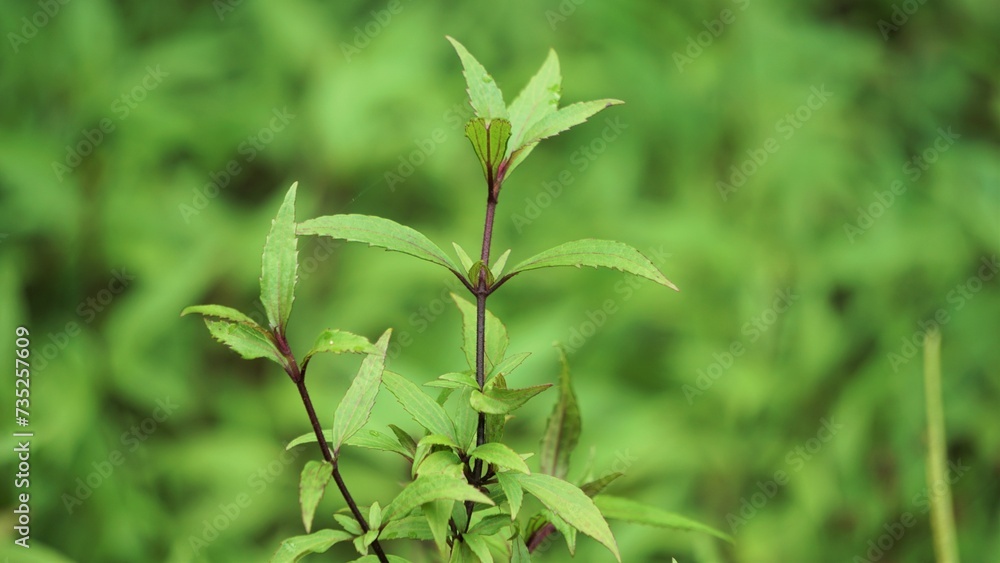 Obraz premium Ageratina riparia (mistflower, creeping croftonweed, mistflower, river-eupatorium, spreading snakeroot, roro ireng). It has most commonly been used as an ornamental plant