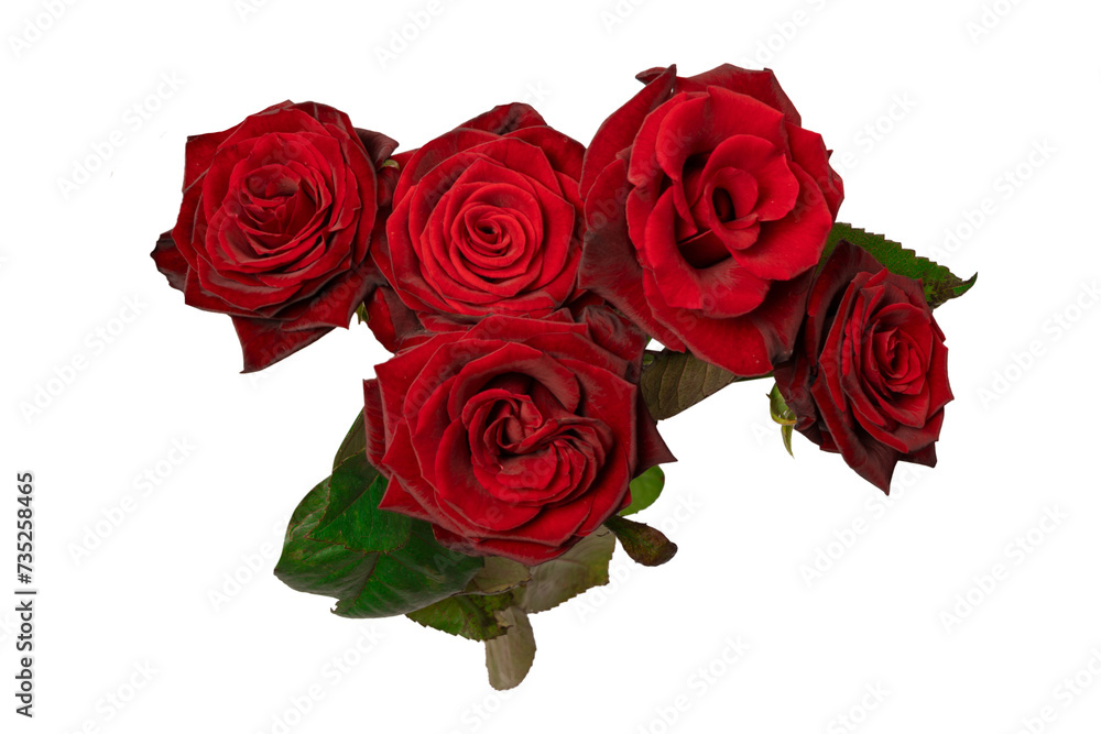 Fototapeta premium A bouquet of beautiful red roses isolated on a white background.