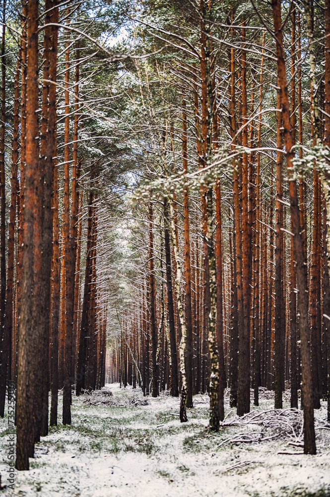 Fototapeta premium Zima