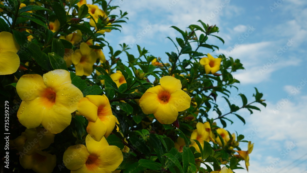 Allamanda cathartica blooming on a tree