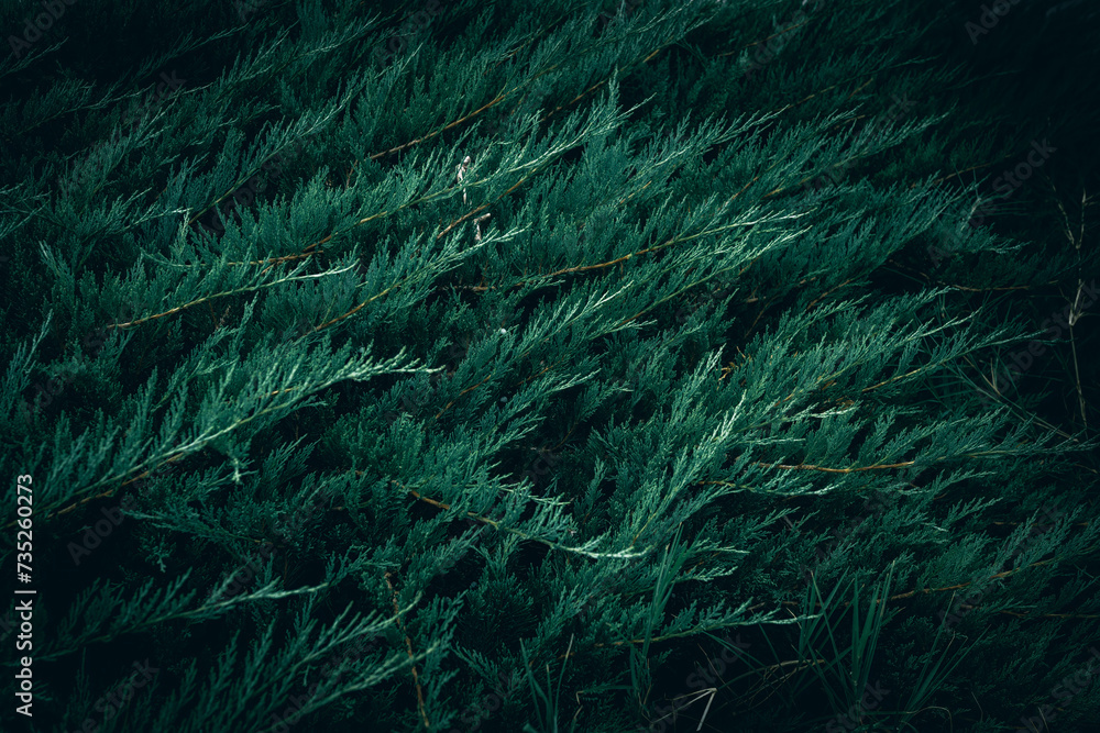 A close up of dark green Juniper bush branches A close up of dark green Juniper bush branches