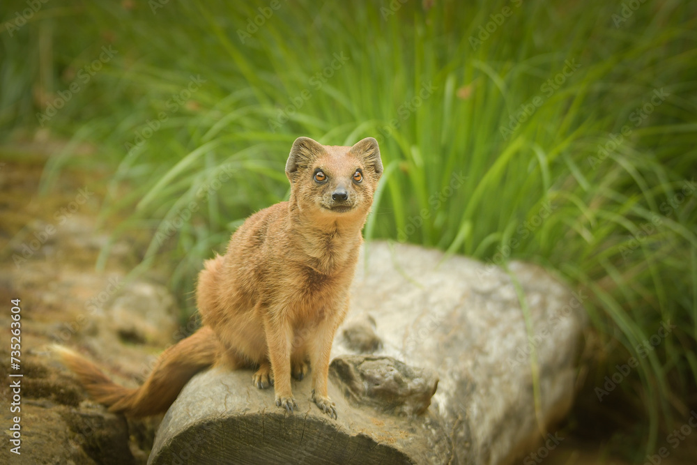 Naklejka premium A mongoose is sitting in its enclosure at the zoo. Summer sunny day at the zoo. Happy animal in captivity