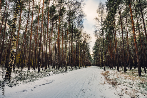 Fototapeta Naklejka Na Ścianę i Meble -  Zima