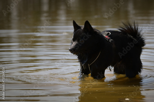 Young female schipperke standing in the water in a pond. She has such a pretty face. She's such a patient model.	
 photo