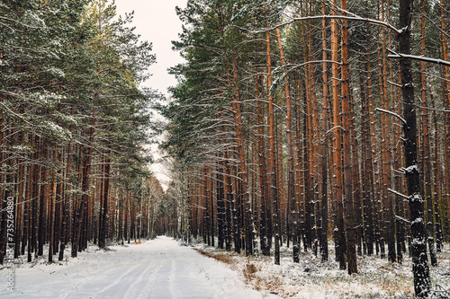 Fototapeta Naklejka Na Ścianę i Meble -  Zima