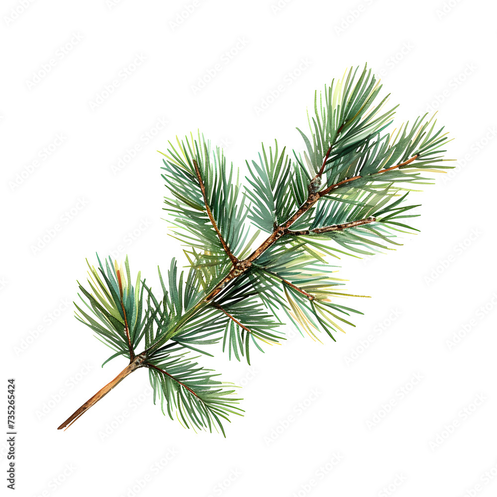 a branch of pine needles on white background
a branch of pine needles on white background
