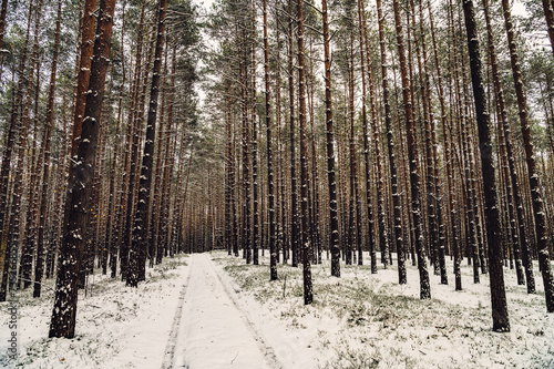 Fototapeta Naklejka Na Ścianę i Meble -  Zima