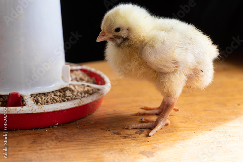 A small newborn yellow broiler chicken eats from a feeder. Agricultural industry