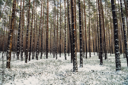 Fototapeta Naklejka Na Ścianę i Meble -  Zima