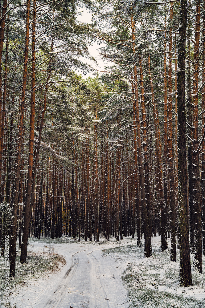 Fototapeta premium Zima