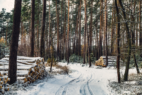 Fototapeta Naklejka Na Ścianę i Meble -  Zima