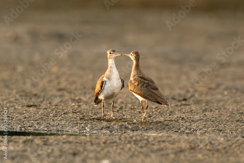 two little wading water birds mating or fighting ritual photo