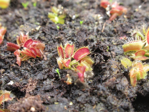 Zbliżenie na miniaturowe siewki muchołówki Dionaea
