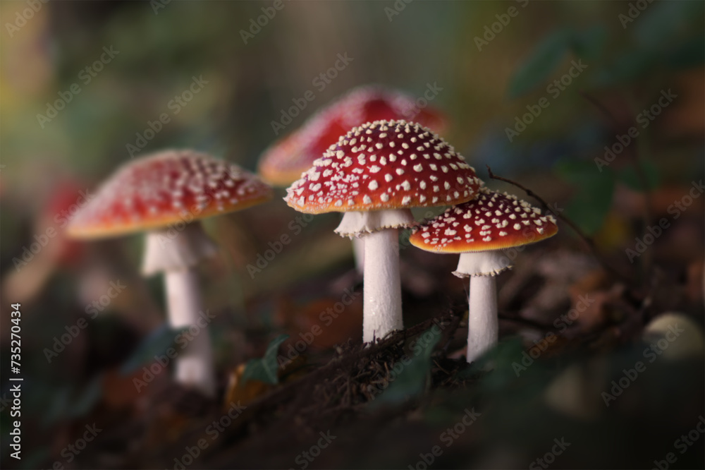 mushrooms mushrooms