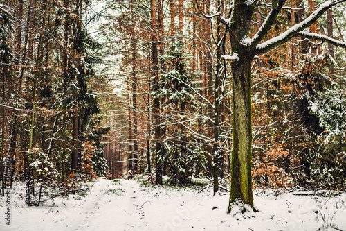 Fototapeta Naklejka Na Ścianę i Meble -  Zima