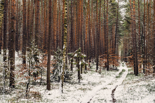 Fototapeta Naklejka Na Ścianę i Meble -  Zima