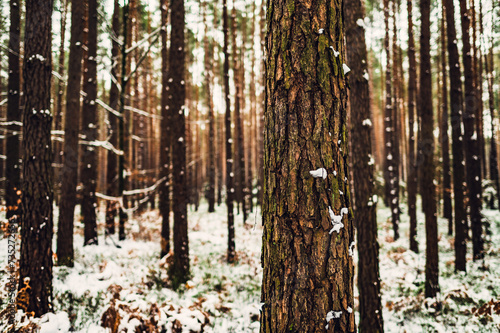 Fototapeta Naklejka Na Ścianę i Meble -  Zima