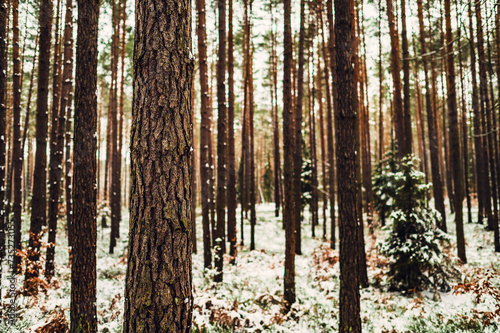 Fototapeta Naklejka Na Ścianę i Meble -  Zima