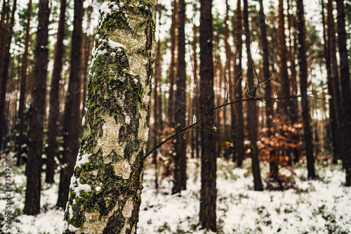 Fototapeta Naklejka Na Ścianę i Meble -  Zima