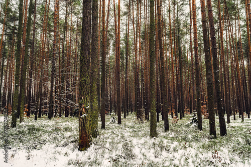 Fototapeta Naklejka Na Ścianę i Meble -  Zima