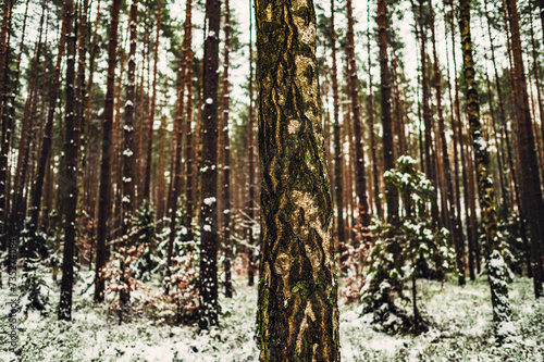 Fototapeta Naklejka Na Ścianę i Meble -  Zima