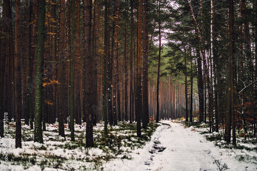 Fototapeta Naklejka Na Ścianę i Meble -  Zima