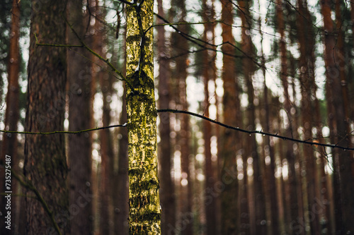 Fototapeta Naklejka Na Ścianę i Meble -  Zima