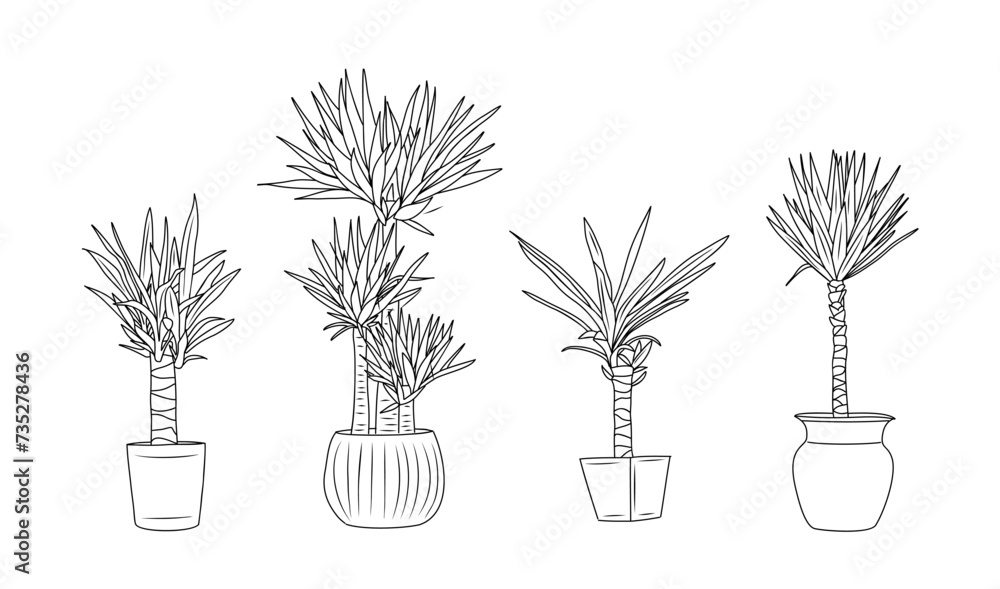 Yucca house plant vector hand drawn set. Yucca aloifolia, aloe yucca ...