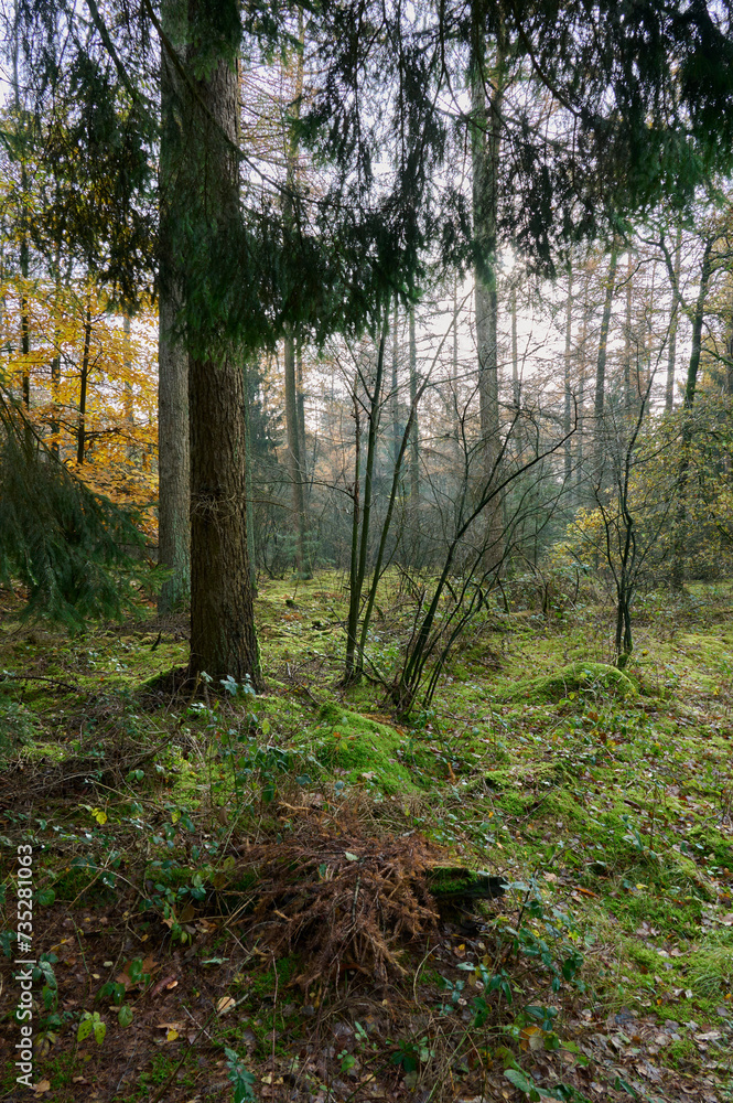 Fototapeta premium almost a magical spot in the woods with backlight and the ground covered with moss