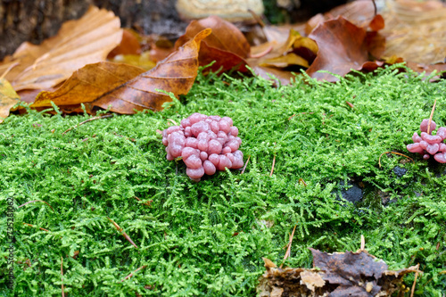 baby mushrooms, the origin of mushrooms