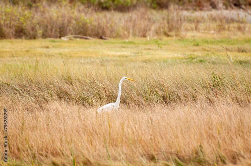 Fototapeta premium white heron ardea cinerea