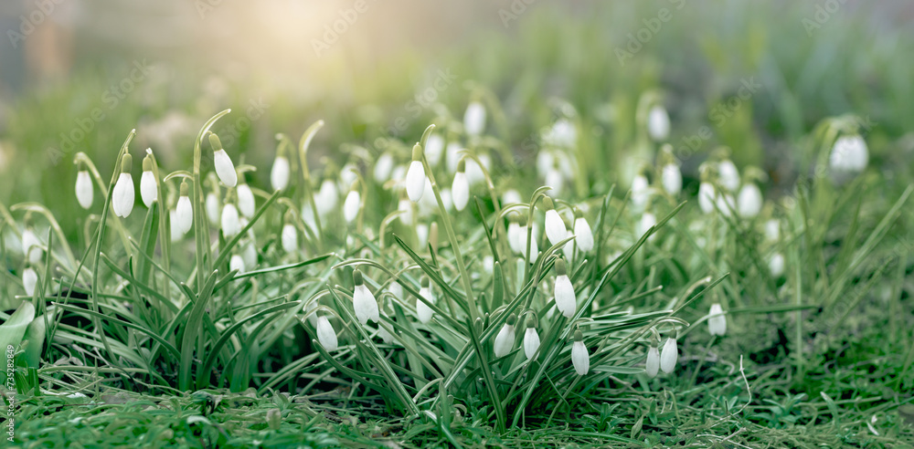 View of the spring flowers in the park. New fresh snowdrop blossom with sunlight. Wildflowers in the nature. View of the spring flowers in the park. New fresh snowdrop blossom with sunlight. Wildflowers in the nature.
