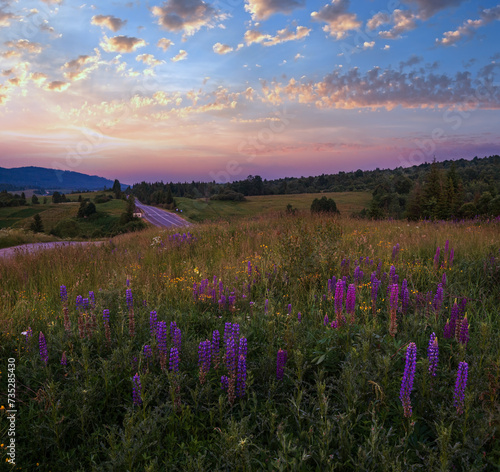 Twilight June Carpathian mountain countryside meadows. with beautiful wild flowers